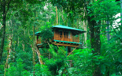Google Ads Helped Dreachter Resort Dominate Digital Marketing